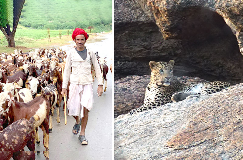 A land of leopards and humans in india