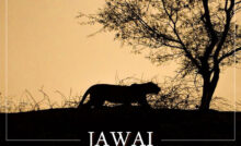 Jawai Bandh Trip