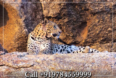 Jawai Leopard Safari Contact Number
