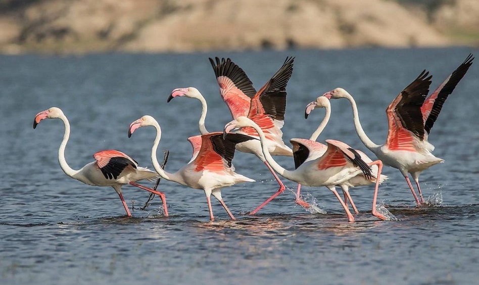 bird watching jawai dam