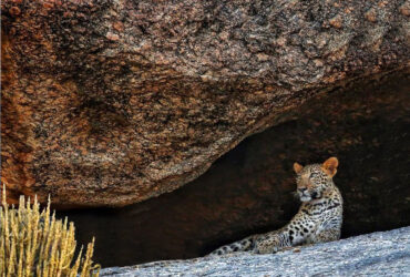 jawai Wildlife Photography