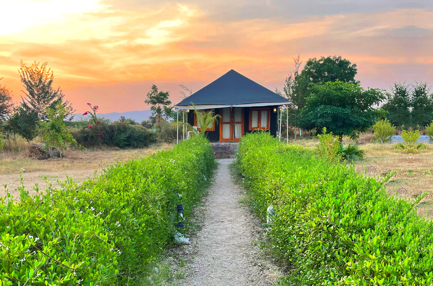 thour jawai leopard camp