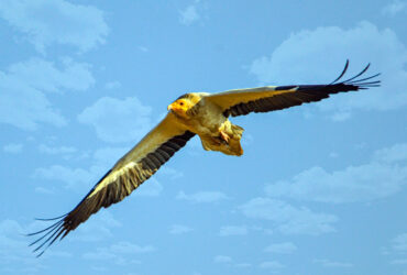 Bird Watching in Jawai Bandh