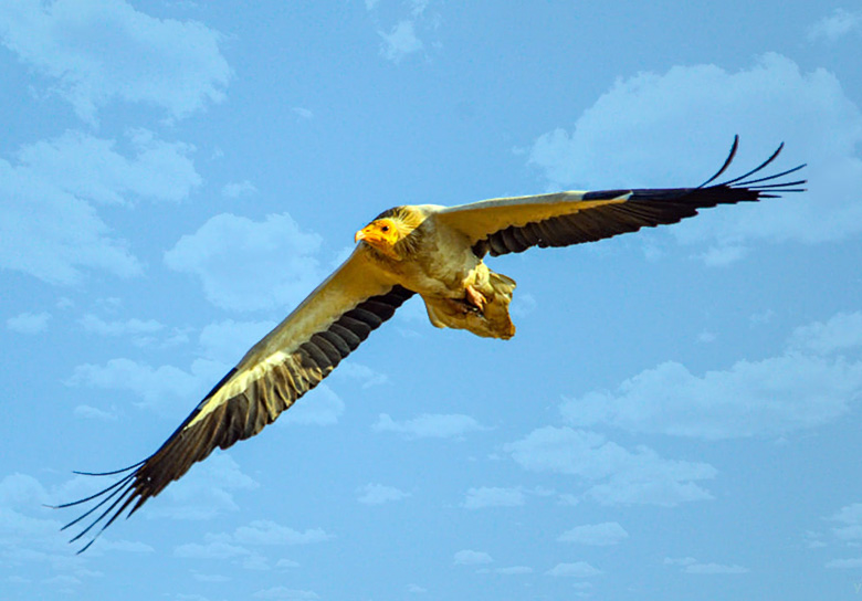 How (and Why) to Start Bird-Watching in Seattle | Seattle Met