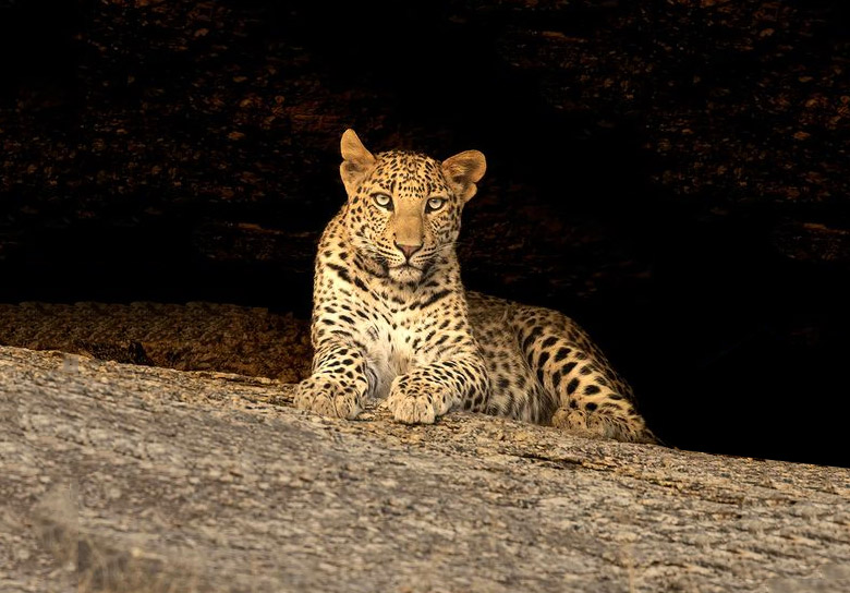 indian leopard on jawai hills