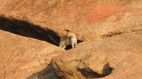 biggest jungle safari in india biggest jungle safari in india