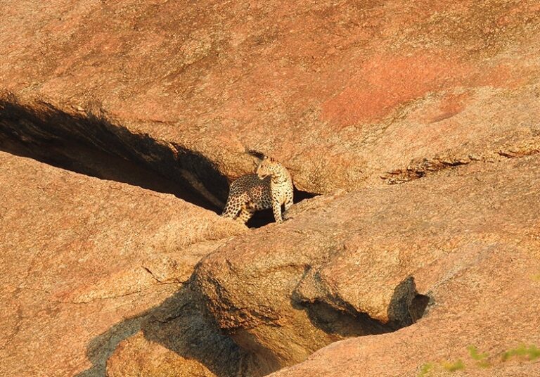 best places for wildlife photography in india