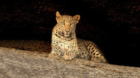 jawai leopard safari pali