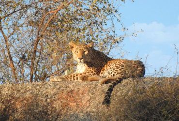 Jawai Bera Wildlife Safari