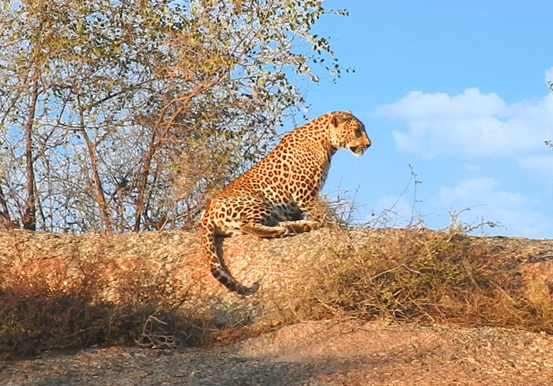 jawai bandh safari