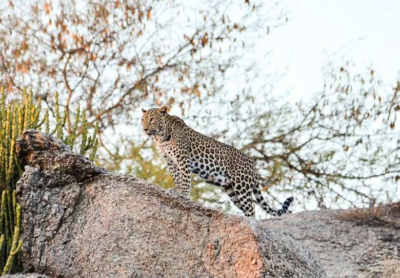 Morning leopard safari jawai