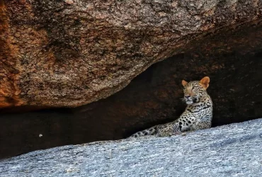 best time to sport leopard in jawai bandh