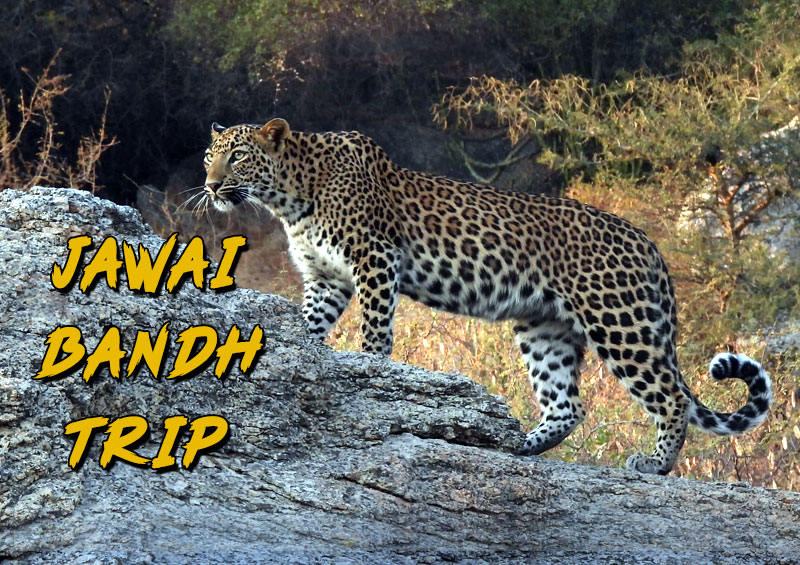 5 Things to Pack Before Going Jawai Bandh Trip