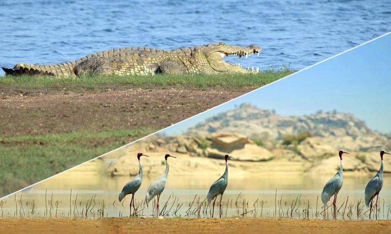 bird watching and crocodile spotting