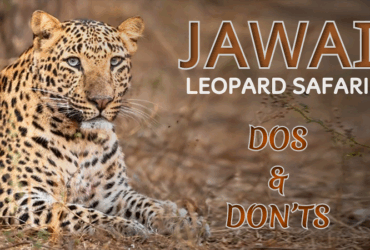 jawai leopard safari rules and regulations