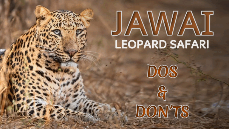 jawai leopard safari rules and regulations