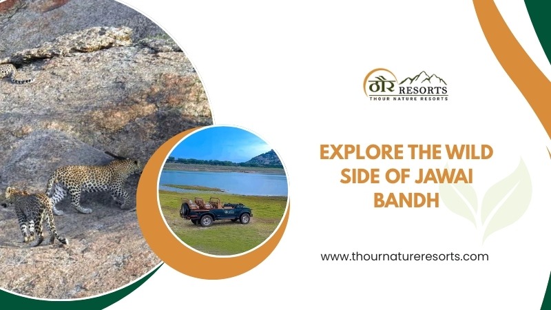 Explore The Wild Side Of Jawai Bandh