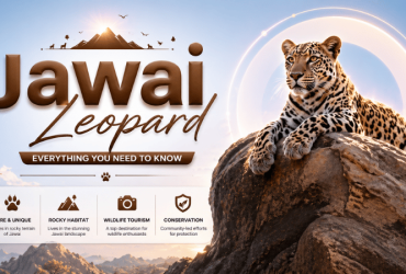 jawai bandh leopards
