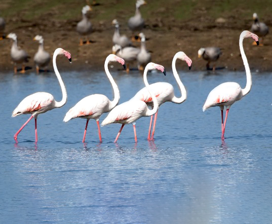 Jawai Bandh Birds