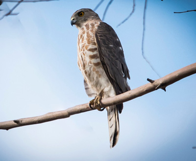 bird watching in jawai