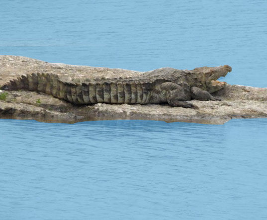 Crocodile