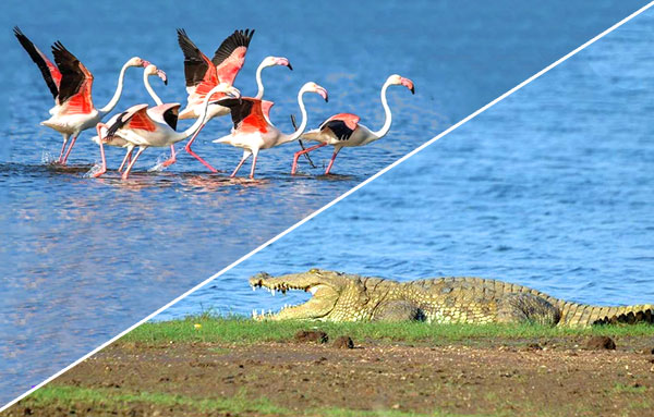 Jawai Dam  Visit  for Birding and Crocodile Spotting