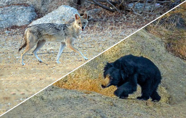 Jungle Safari in jawai