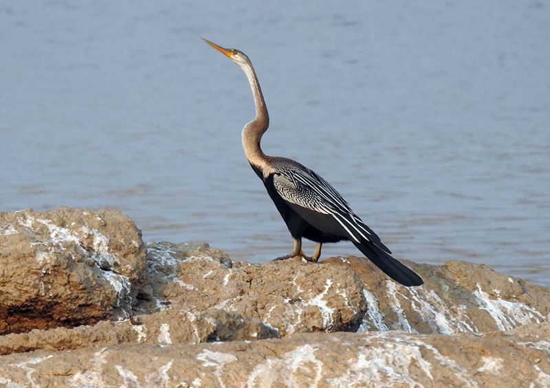 bird watching in jawai