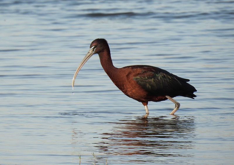 bird Jawi