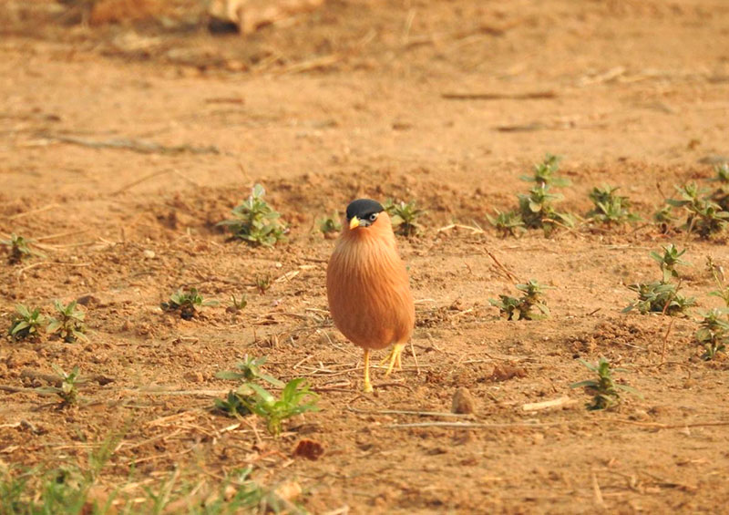 bird Jawi