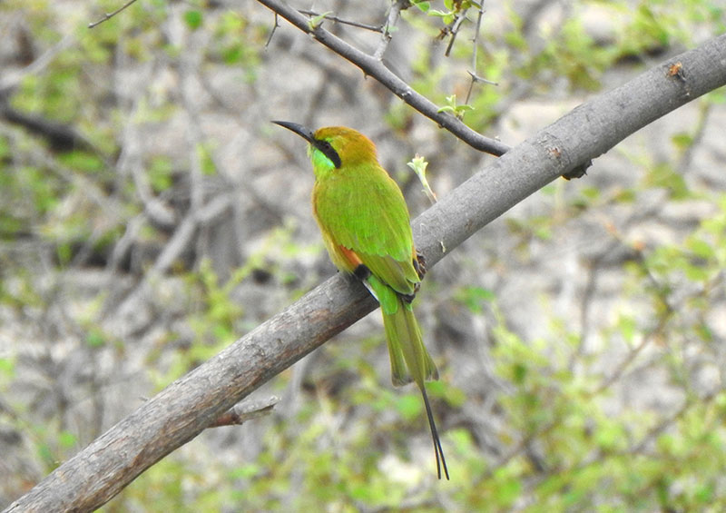 bird Jawi