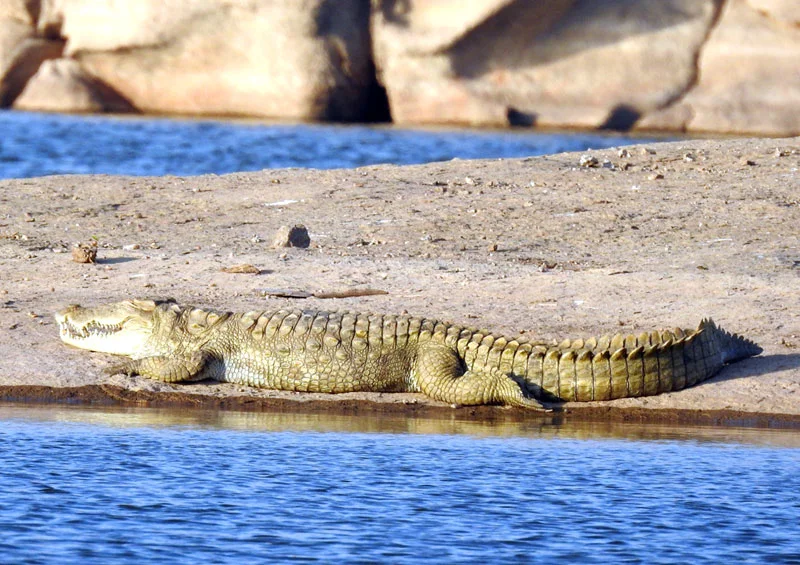 Crocodile spotting in jawai