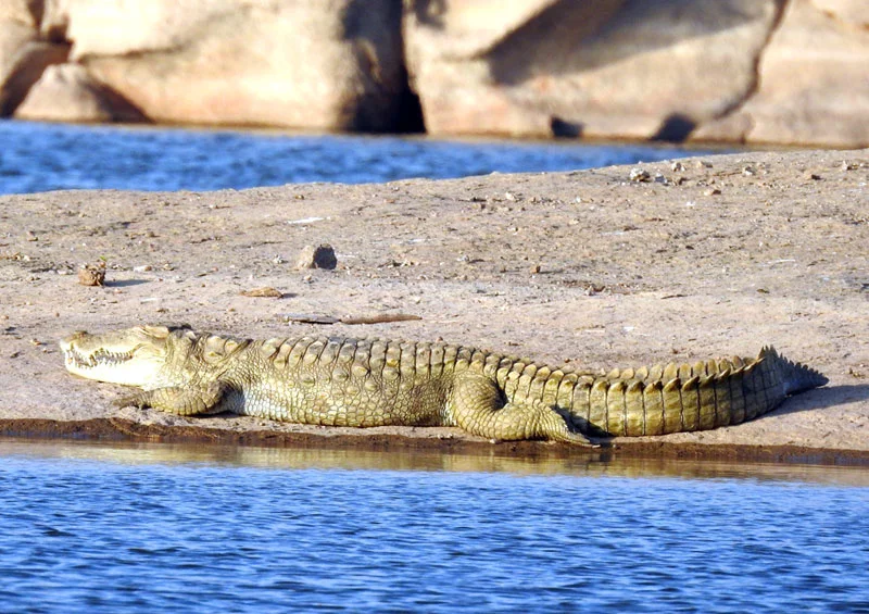 Jawai Dam