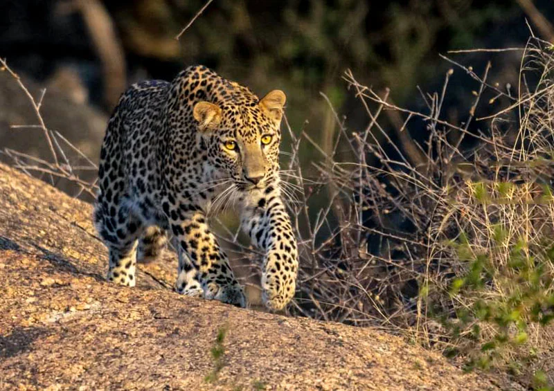 jawai leopard safari