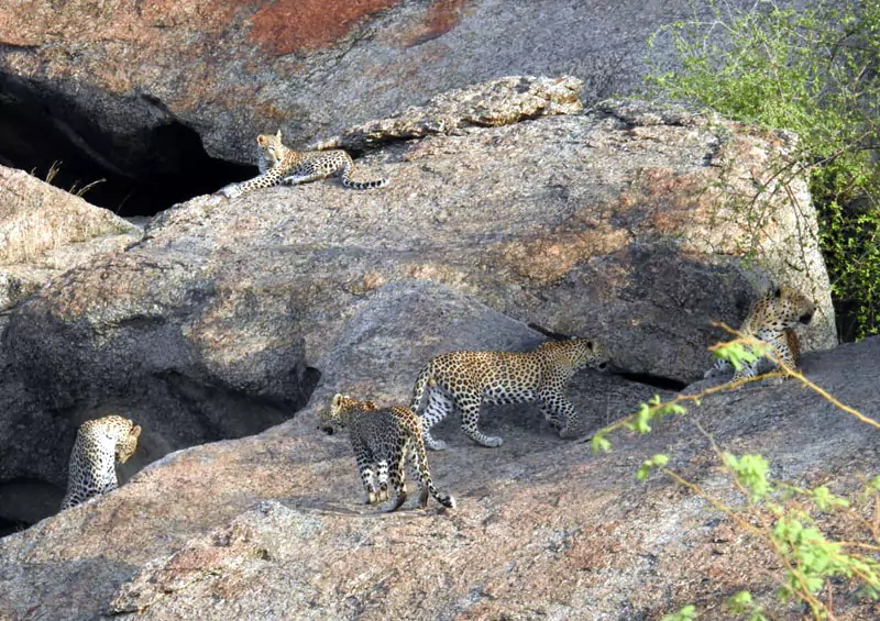 leopard safari in jawai