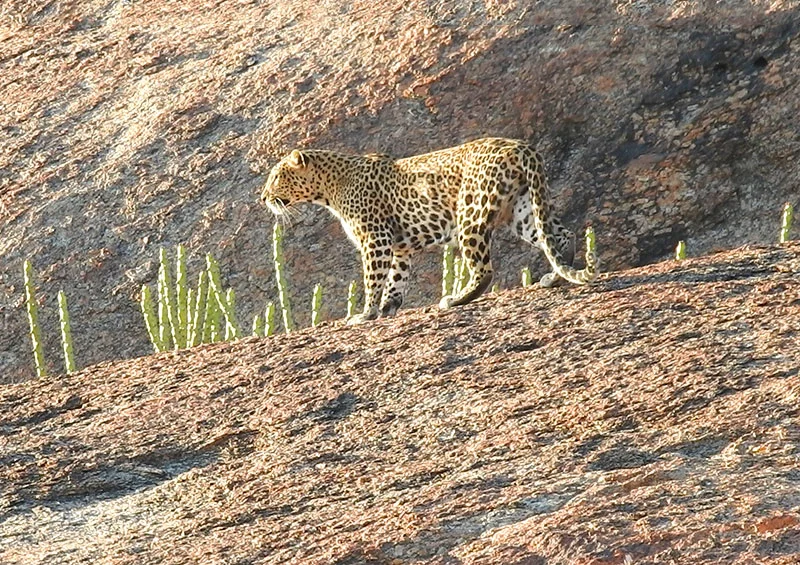 jawai leopard safari