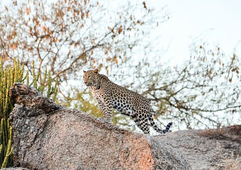 jawai safari