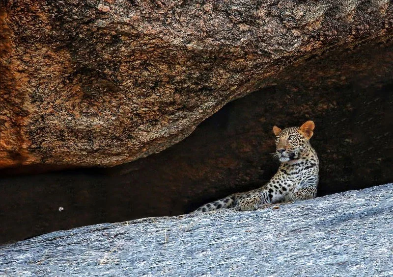 leopard safari in jawai