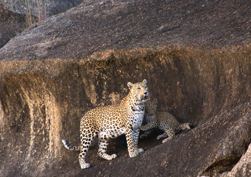 jawai leopard safari