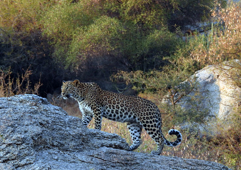 Jawai Leopard