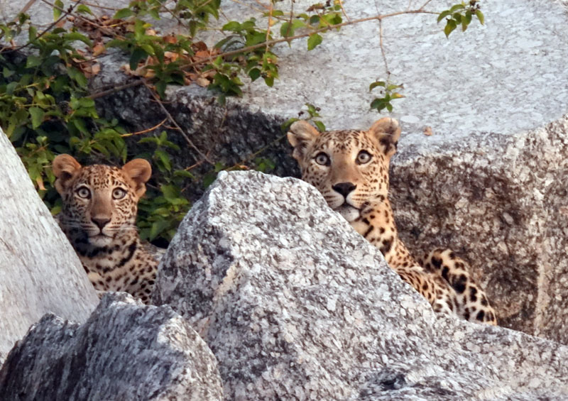 leopard in jawai