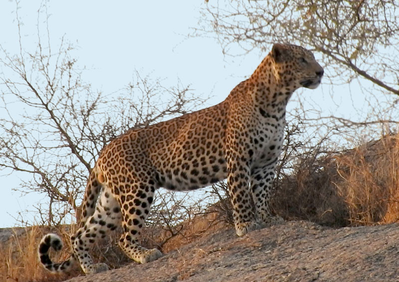 Jawai Leopard Safari