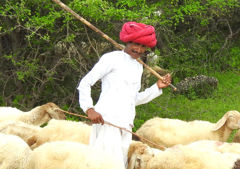 Jawai Bandh village safari