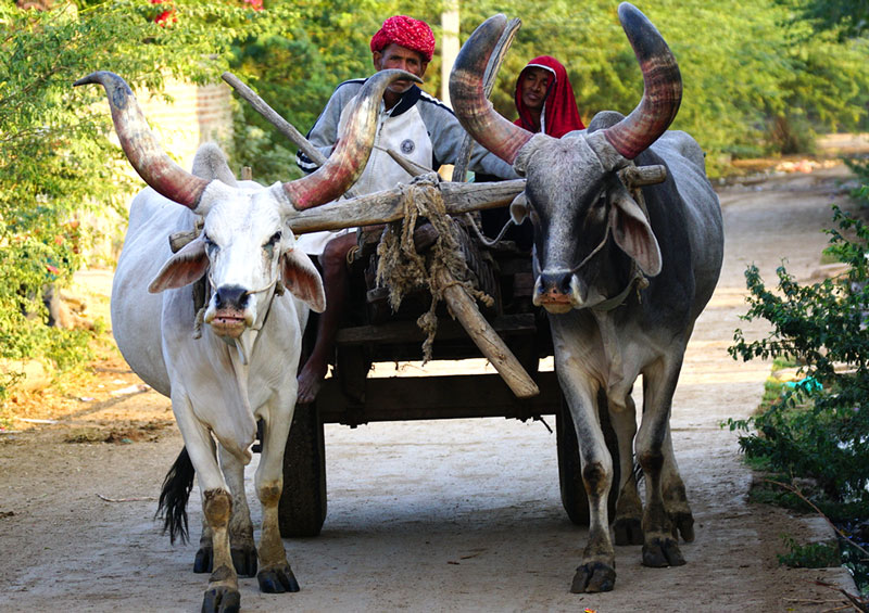 Bera village safari