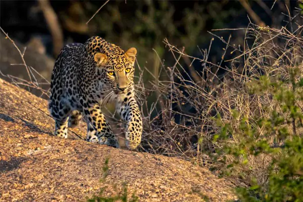 leopard in jawai