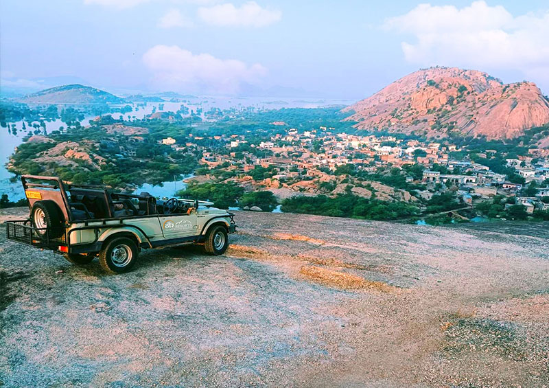 jawai bandh safari