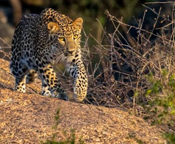 leopard in jawai