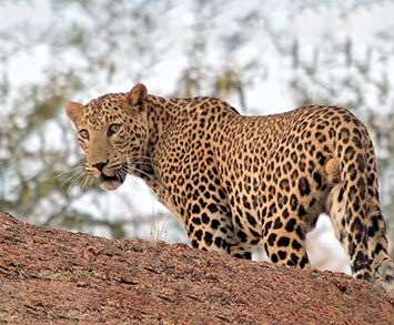 Jawai Leopard