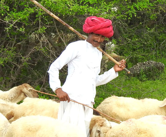 tribal safari jawai